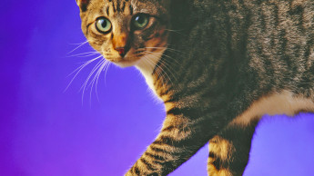 Dominantes Duo Dominantes Duo