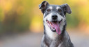 Jeder vierte Hund in Deutschland ist ein Mischling