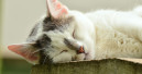 Spendenaktion zum internationalen Weltkatzentag