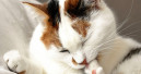 Macht Hausstaub Katzen krank?