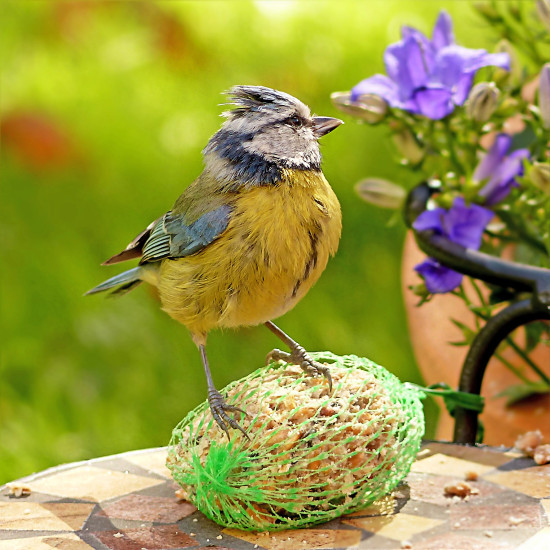 Die Zu-Fütterung von Wildvögeln bis in den Frühsommer hinein ist sinnvoll und wichtig.