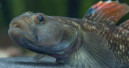 Neues Zuchtprojekt auf My-fish.org