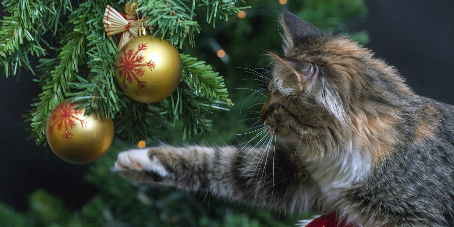 Für viele Menschen sind Haustiere längst ein vollwertiger Teil der Familie. Und wie für andere Familienmitglieder gehört auch für sie eine kleine Aufmerksamkeit unter den Weihnachtsbaum. Für viele Menschen sind Haustiere längst ein vollwertiger Teil der Familie. Und wie für andere Familienmitglieder gehört auch für sie eine kleine Aufmerksamkeit unter den Weihnachtsbaum.