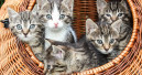 Katzen im Süden noch beliebter als im Norden