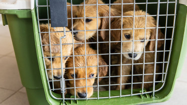 Illegaler Welpenhandel bleibt ungebrochen