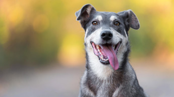 Jeder vierte Hund in Deutschland ist ein Mischling