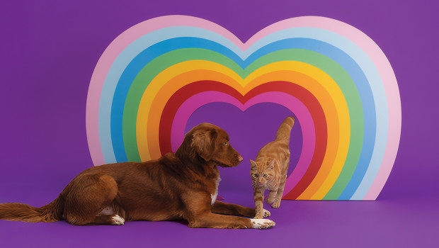 Mit einem Regenbogenfarben-Herz auf der Limited Edition feiert Lily's Kitchen den Pride Month.