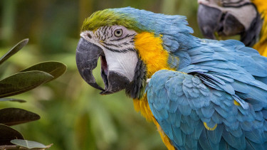 Kölle Zoo verkauft keine Papageien mehr