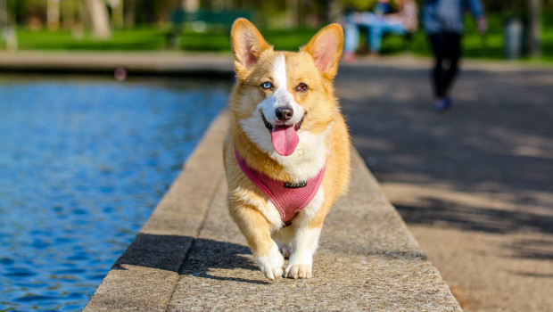 Hunde stehen im Mittelpunkt der Dogs & Fun-Messe in Dortmund.