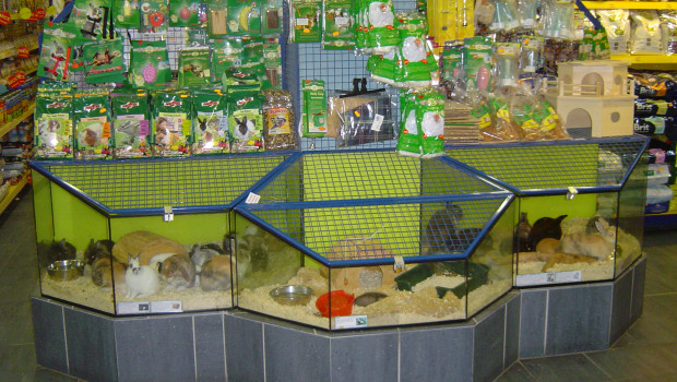 Sowohl Branchenvertreter und Tierschützer befürchten, dass die Leidtragenden des von der Regierung angeordneten Tierverkaufsverbots vor allem die Tiere selbst sein werden. Sowohl Branchenvertreter und Tierschützer befürchten, dass die Leidtragenden des von der Regierung angeordneten Tierverkaufsverbots vor allem die Tiere selbst sein werden.