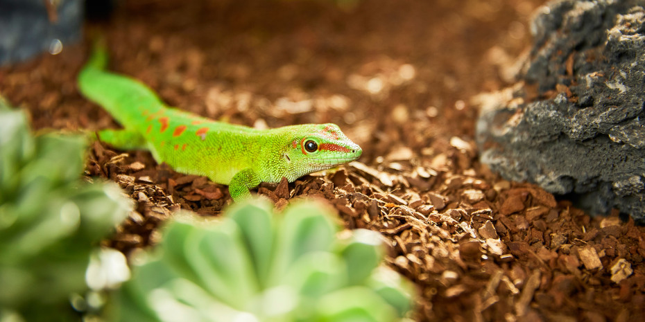 Jede Reptilienart hat eigene Bedürfnisse, die bei der Auswahl des Bodens berücksichtigt werden müssen, um den natürlichen Lebensraum bestmöglich nachzuahmen.