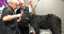 Doku „Auf den Hund gekommen“ 