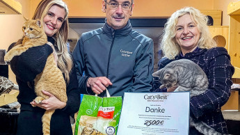 Cat's Best unterstützt Katzen in Not