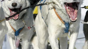 "Happy Dog" sponsert Sportler