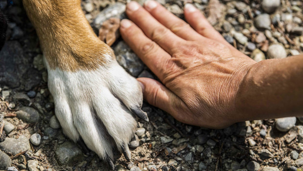 Flamingo Pet Products bietet eine große Auswahl an Zubehör und Pflegeprodukten für Haustiere an. Flamingo Pet Products bietet eine große Auswahl an Zubehör und Pflegeprodukten für Haustiere an.