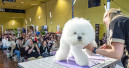 Groomers‘ Day verdeutlicht Bedarf der Community