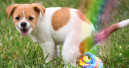 „Perfekter Kot“ in Regenbogenfarben