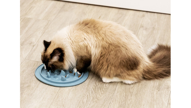 Trixie, Slow Feeding Trixie, Slow Feeding