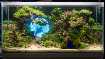 Aquarium Design Meisterschule gut gestartet Aquarium Design Meisterschule gut gestartet