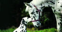Messe Hund & Pferd in Dortmund