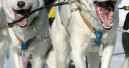 "Happy Dog" sponsert Sportler