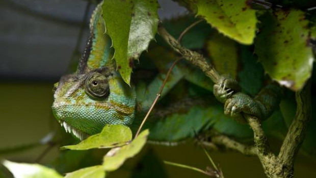 Die Terraristik ist ein großes Thema auf der Heimtiermesse Animal in Stuttgart. Foto: Messe Stuttgart