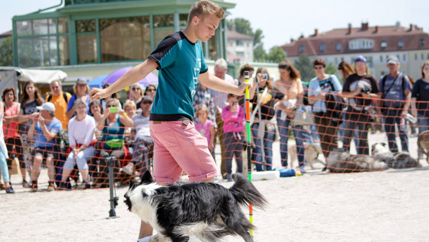 Der Hundetag Baden bietet ein vielfältiges Programm mit Dog Frisbee, Agility, Rally Obedience, Breitensport, Hunderennen und vielem mehr.