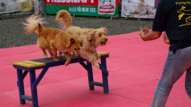 Fressnapf veranstaltet Maimarktfest