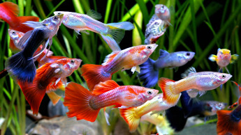 Aquaristik mit Gefühl und Verstand