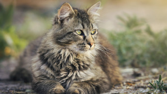 Niedersachsen beschließt Katzenschutzverordnung