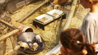 Zwischen Emotionen und Informationen