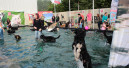 Zoo & Co. feiert größte Hunde-Beach-Party Deutschlands