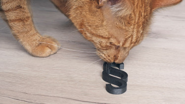 ZZF befürwortet Novellierung des Tierschutzgesetzes