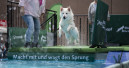 Drei Tage Dogs & Fun