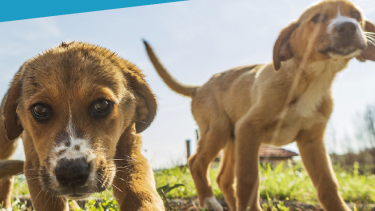 Hilfe und Orientierung für Welpenbesitzer