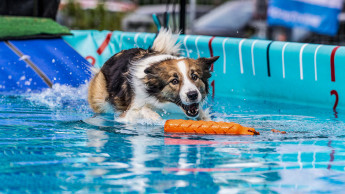 ZooRoyal: Hundeschwimmen vor dem neuen Fachmarkt