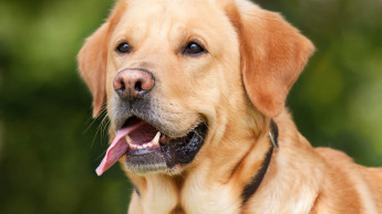 VDH kritisiert neue Hundeverordnung