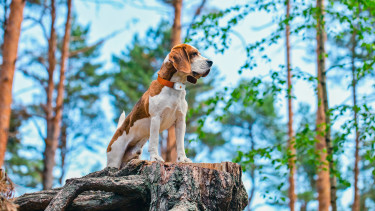 GPS-Tracker Weenect gewinnt englischen Preis