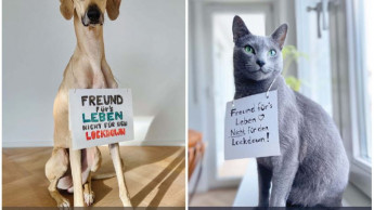 Blepi klärt mit Poster auf