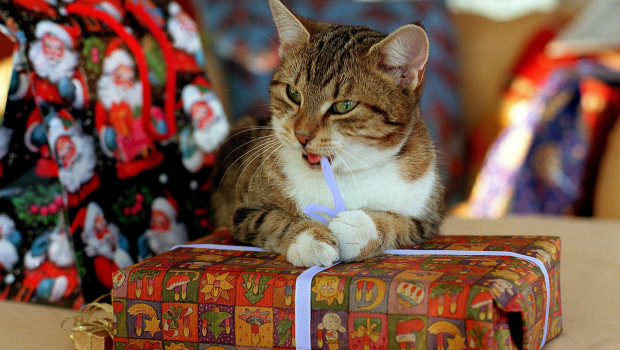 Weihnachten ist auch für Heimtiere Geschenkezeit.