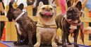 Messe Hund und Co. startet im Juni 