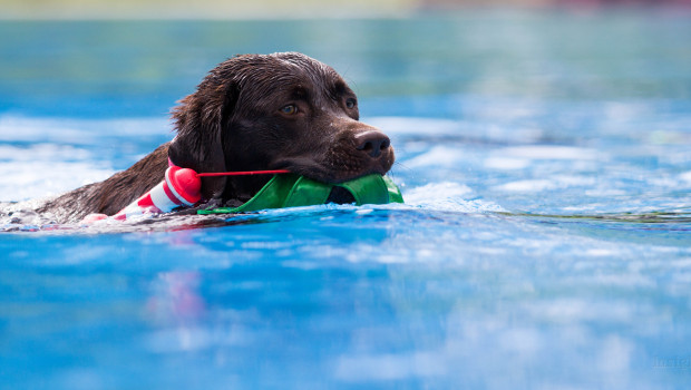 Hundeschwimmen ist ein neuer Trend des Sommers.Foto: LydiaSErdmann Hundeschwimmen ist ein neuer Trend des Sommers.Foto: LydiaSErdmann