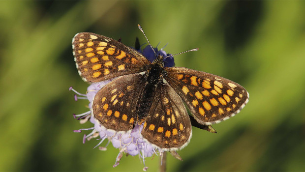 Die aufgekauften Wiesenflächen in Tieschen in der Südoststeiermark sind mittlerweile ein Hort der Biodiversität.