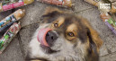 Ruinemans Group kauft Raw4Dogs