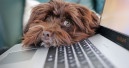 Jeder fünfte Hund geht mit ins Büro Jeder fünfte Hund geht mit ins Büro