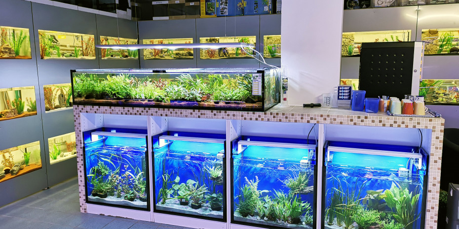 Aqua­ristik, Fish and More in Siegen
