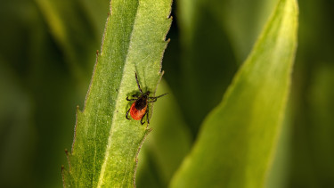 Boehringer Ingelheim präsentiert jüngste Studie