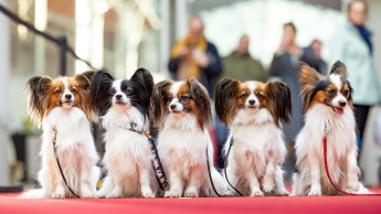 Hunde-Open-Air in Österreich