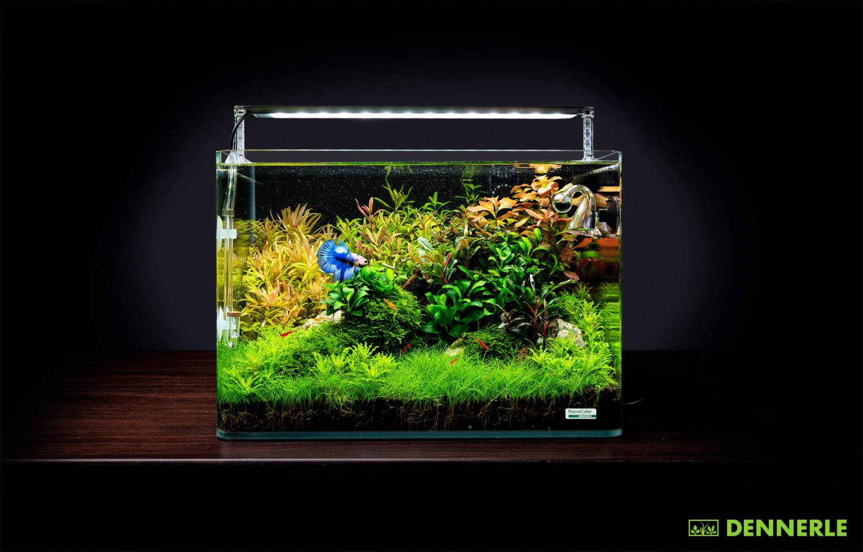 Keine Angst vor kleinen Aquarien