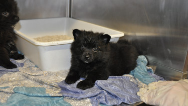 Auswertung zum illegalen Welpenhandel 2020